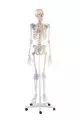 Squelette humain Bert avec marquage des ligaments Erler Zimmer 3010
