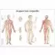 Planche anatomique Acupuncture corporelle VR2820UU