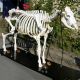 Squelette de bovin T30012