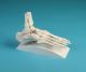 Squelette du pied avec tibia et péroné, sur socle 6053S Erler Zimmer
