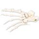 Squelette du pied montage libre sur fil de nylon, gauche A30/2L
