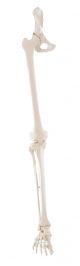 Squelette de jambe avec moitié de bassin et pied flexible 6069 Erler Zimmer