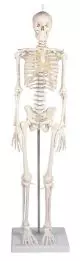 Squelette miniature Patrick Erler Zimmer