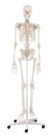 Squelette classique Willi sur roulettes 3001 Erler Zimmer