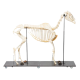 Squelette de cheval (Equus ferus caballus), mâle - T30014