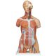 Torse de luxe avec musculature, en 31 parties B40