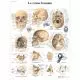 Planche anatomique Le crâne humain VR2131L
