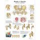 Planche anatomique Bassin et hanche - Anatomie et pathologie VR2172L