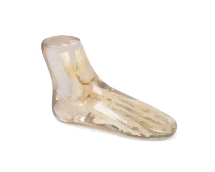 Fantôme radiographique du pied Erler Zimmer transparent