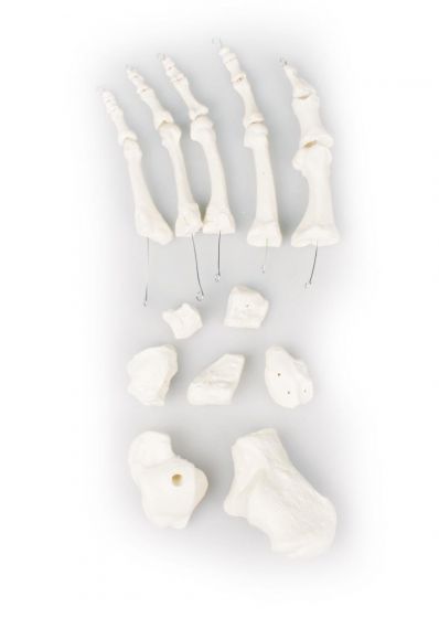 Modèle d'os du pied, démontés Erler Zimmer 3050
