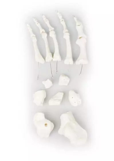 Modèle d'os du pied, démontés Erler Zimmer 3050