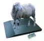 Balance pour Animaux de grande taille Kern BOBP