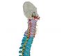 Colonne vertébrale avec bassin flexible version didactique Mediprem