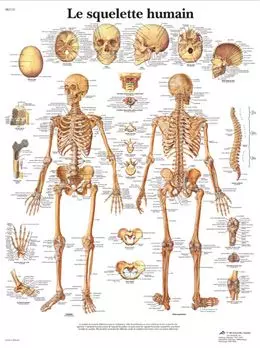 Planche anatomique Le squelette humain VR2113UU