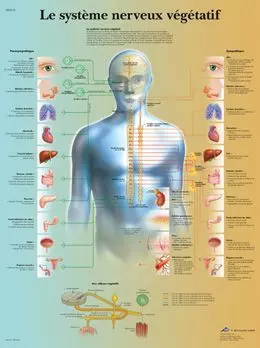 Planche anatomique Le système nerveux végétatif VR2610UU