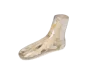 Fantôme radiographique du pied Erler Zimmer transparent