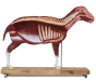 Modèle de mouton 2/3 grandeur nature Erler Zimmer