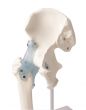 Articulation de la hanche avec des ligaments Erler Zimmer