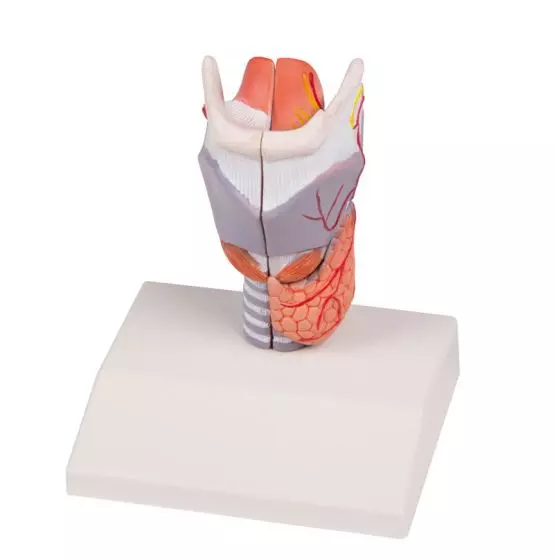 Modèle de larynx en 2 parties G223 Erler Zimmer