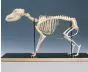 Squelette de chien T30009-2