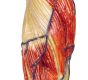 Modèle anatomique de muscle, 1/3 grandeur nature B90 Erler Zimmer