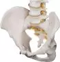 Colonne vertébrale flexible avec support