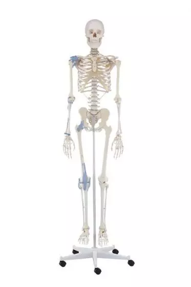 Squelette Otto avec ligaments sur roulettes 3004 Erler Zimmer