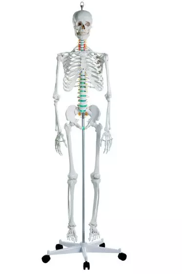 Squelette Oscar