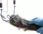 Simulateur d'injection canine Erler Zimmer