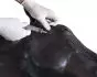Simulateur équin Erler Zimmer 1.0