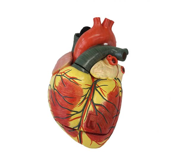 Modèle de coeur agrandi en 3 parties