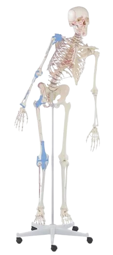 Squelette humain Max mobile avec marquage des muscles et ligaments Erler Zimmer