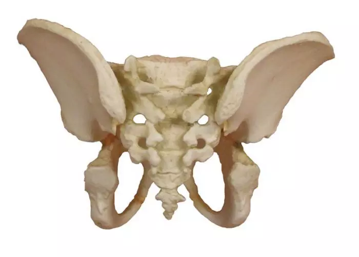 Modèle de bassin d'enfant de 5 ans 4051 Erler Zimmer