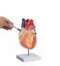 Modèle du cœur humain en 2 parties grossi 2 fois G212 Erler Zimmer