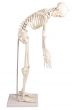 Squelette miniature Paul avec colonne vertebrale amovible Erler Zimmer