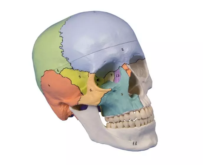 Crâne didactique coloré en 3 parties 4508 Erler Zimmer