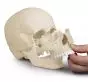 Crâne articulé Version Anatomique 22 pièces R4701 Erler Zimmer
