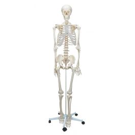 Squelette anatomique humain avec support à roulettes - 180cm - Squelettes  anatomiques - Robé vente matériel médical