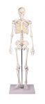 Squelette miniature Tom 3032 Erler Zimmer