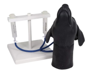 Modèle de tête canine Erler Zimmer pour entraînement à la ponction veineuse jugulaire