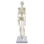 Mini squelette anatomique humain 45cm Mediprem