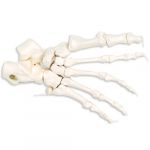 Squelette du pied montage libre sur fil de nylon, droit A30/2R
