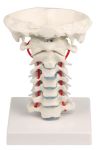 Vertèbres cervicales avec support Erler Zimmer 4073