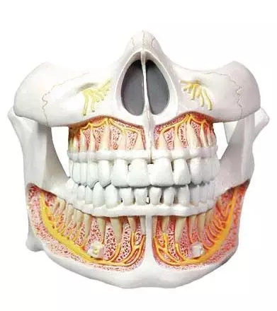 Modèle de dentition d'adulte Mediprem