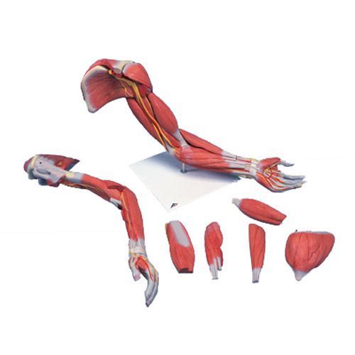 Safe Extensively repose Anatomie muscles du bras version luxe à 971,28 € dans Modèle musculaire