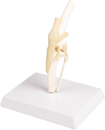 Maquette Anatomique Genou Canin GPI LFA #9050 – Modèle Vétérinaire 3D – Neuf