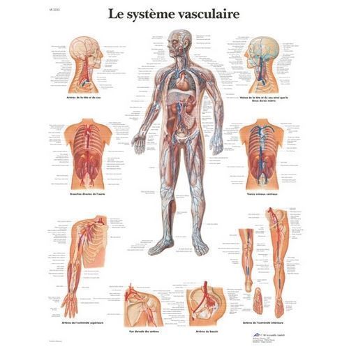 Planche anatomie médicale du système vasculaire VR2353L à 24,00 €