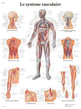Corps humain Muscle anatomie système affiche graphique anatomiques Poster