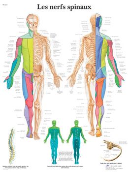 Poster anatomique Les nerfs spinaux VR2621UU à 12,00 €