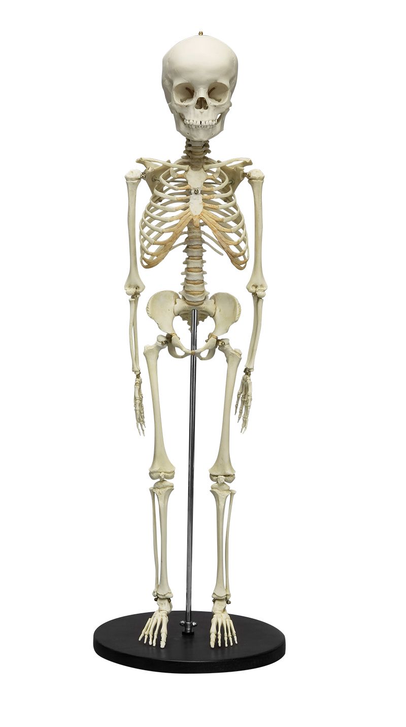 Modèle de squelette humain coloré pour l'anatomie 17 '' Bras